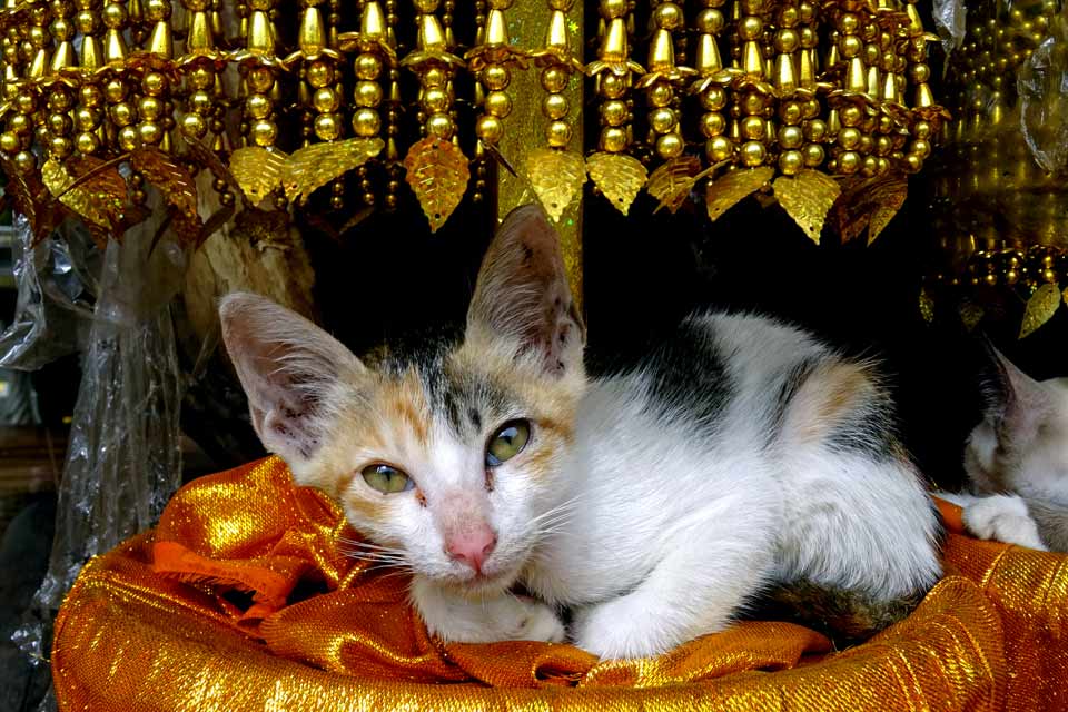 Chat au Laos dormant dans un temple