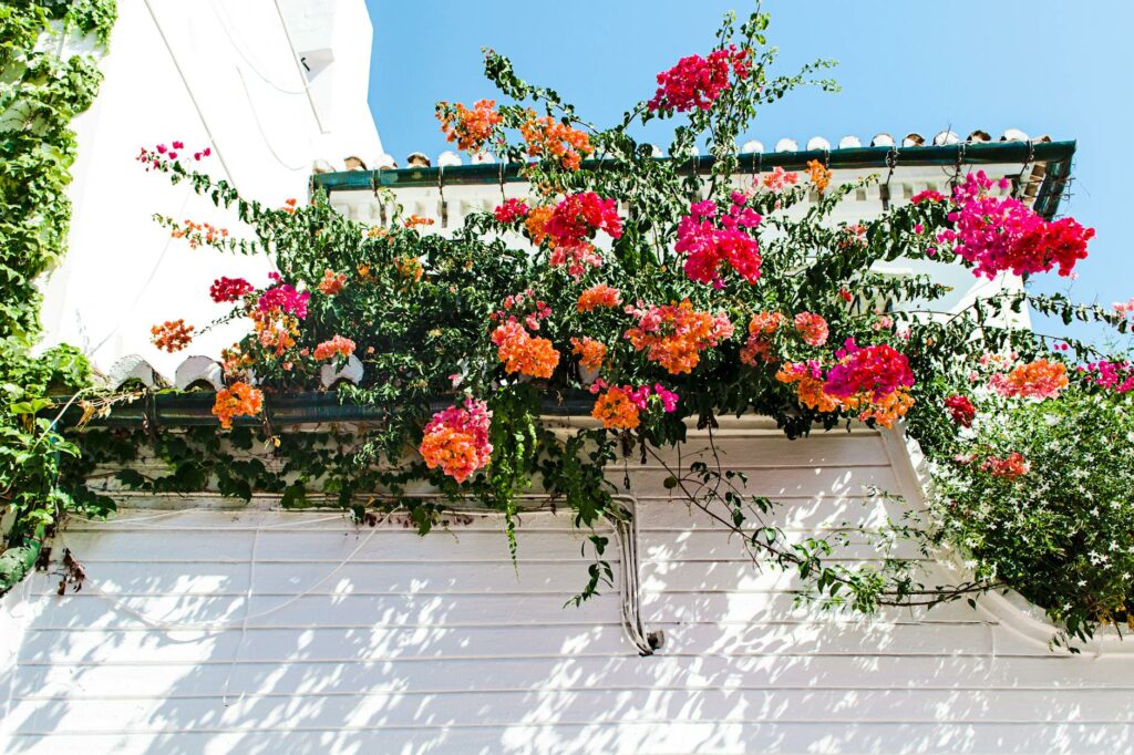 red and orange petal flowers