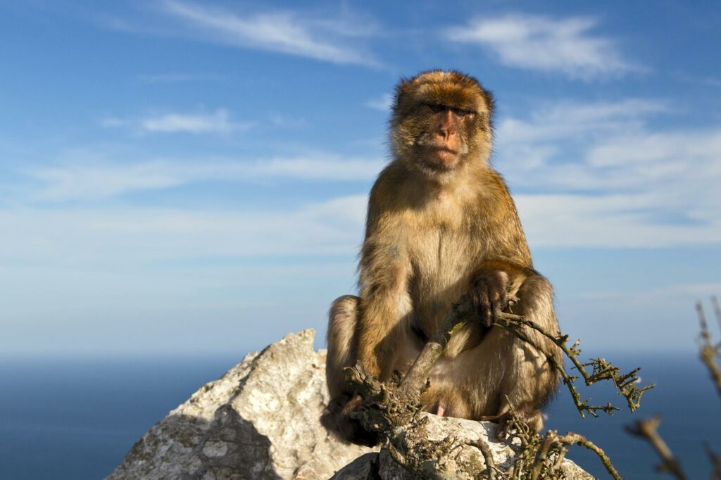 photograph of a barbary macaque