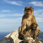 photograph of a barbary macaque