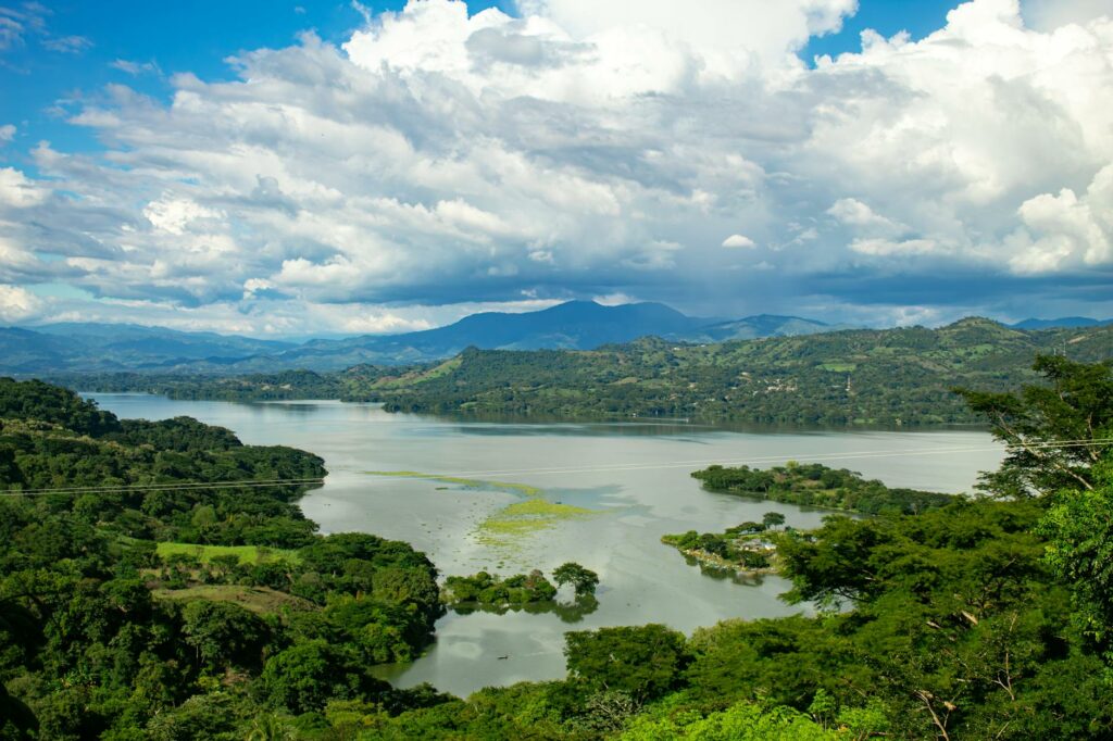 green forest around river