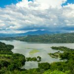 green forest around river